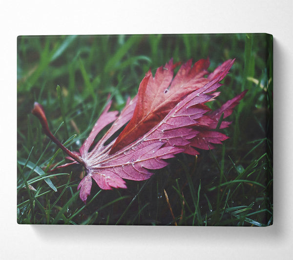  A Canvas Print of Crimson Leaf In Green Canvas Print