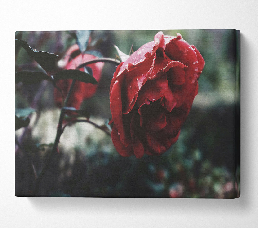  A Canvas Print of Crimson Rose Bloom Canvas Print
