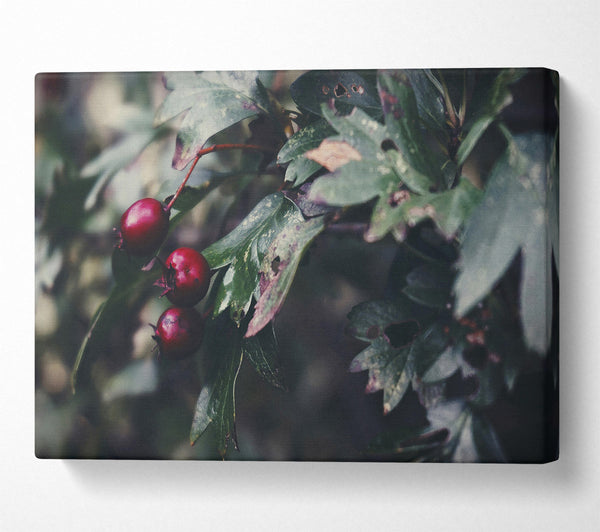  A Canvas Print of Crimson Berries And Green Leaves Canvas Print