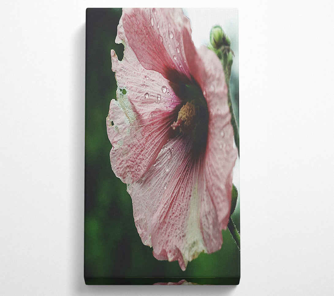  A Canvas Print of Dusty Rose Bloom Canvas Print