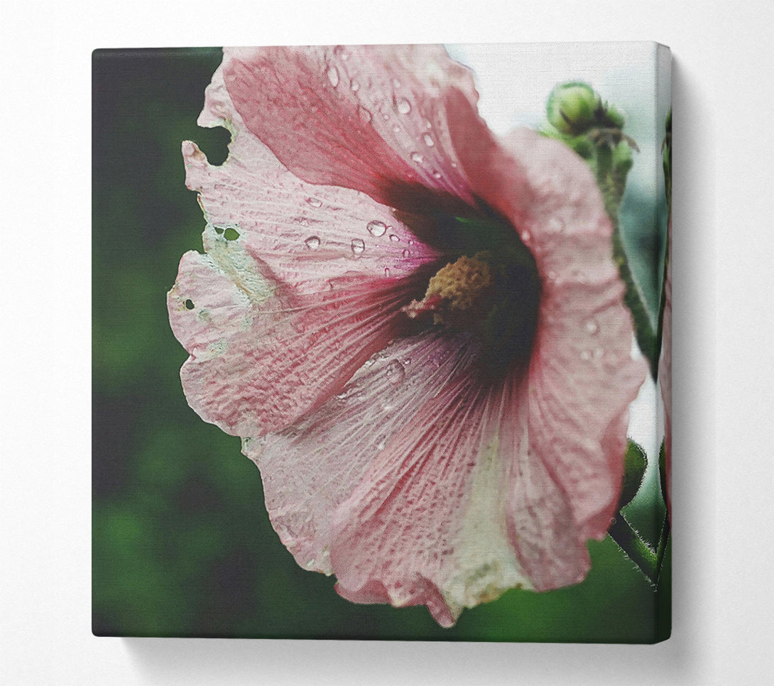  A Canvas Print of Dusty Rose Bloom Canvas Print