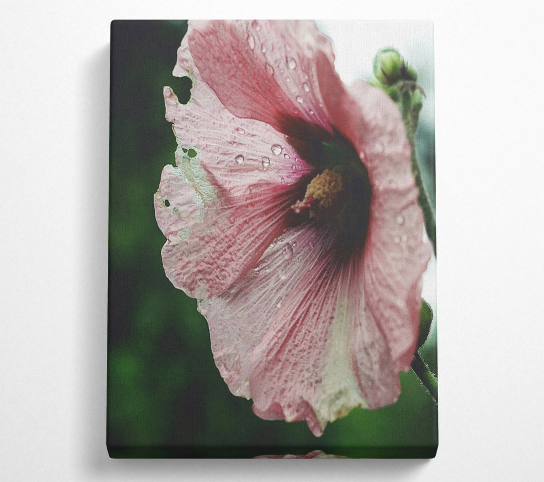  A Canvas Print of Dusty Rose Bloom Canvas Print