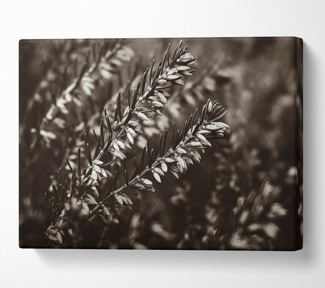  A Canvas Print of Sepia Branch Blooms Canvas Art