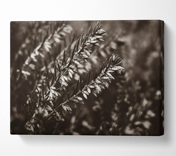  A Canvas Print of Sepia Branch Blooms Canvas Art