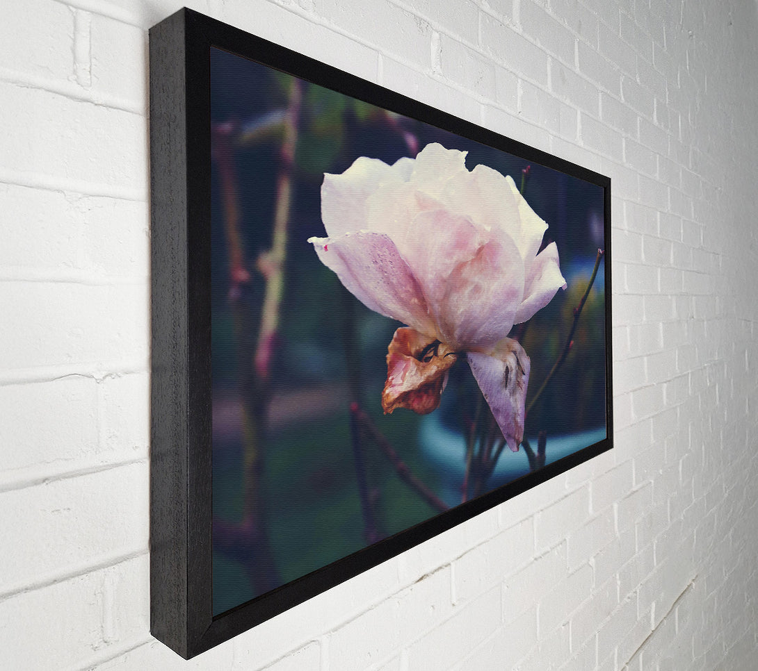  A Canvas Print of Faded Blush Rose Canvas Print