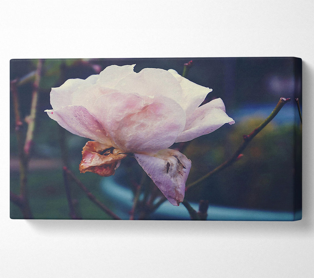  A Canvas Print of Faded Blush Rose Canvas Print