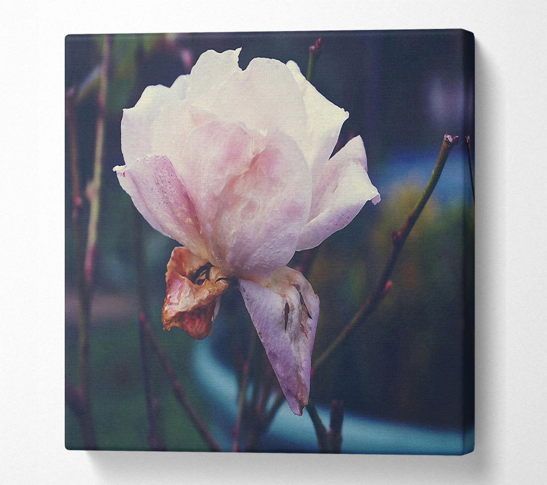  A Canvas Print of Faded Blush Rose Canvas Print