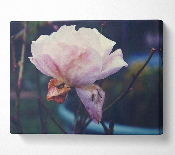  A Canvas Print of Faded Blush Rose Canvas Print