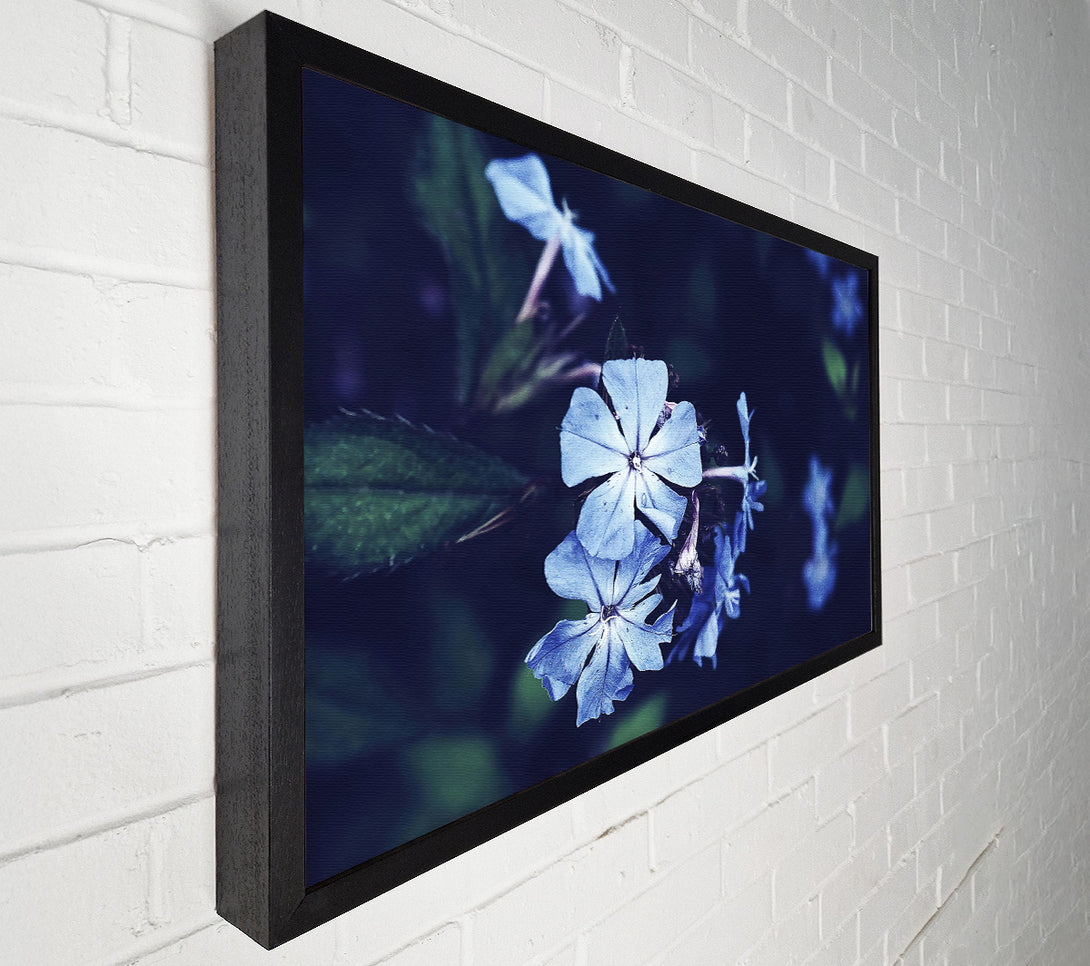  A Canvas Print of Azure Bloom Canvas Print