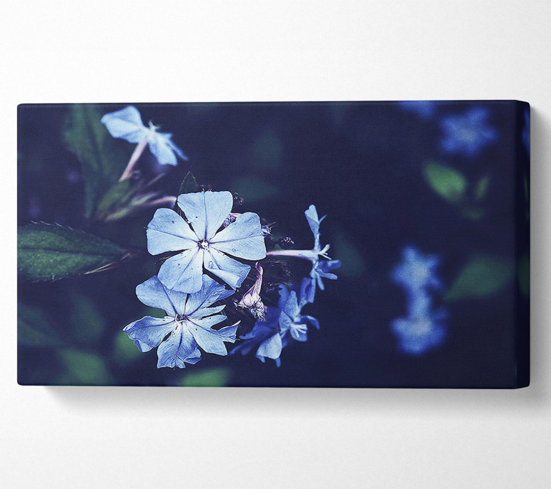  A Canvas Print of Azure Bloom Canvas Print