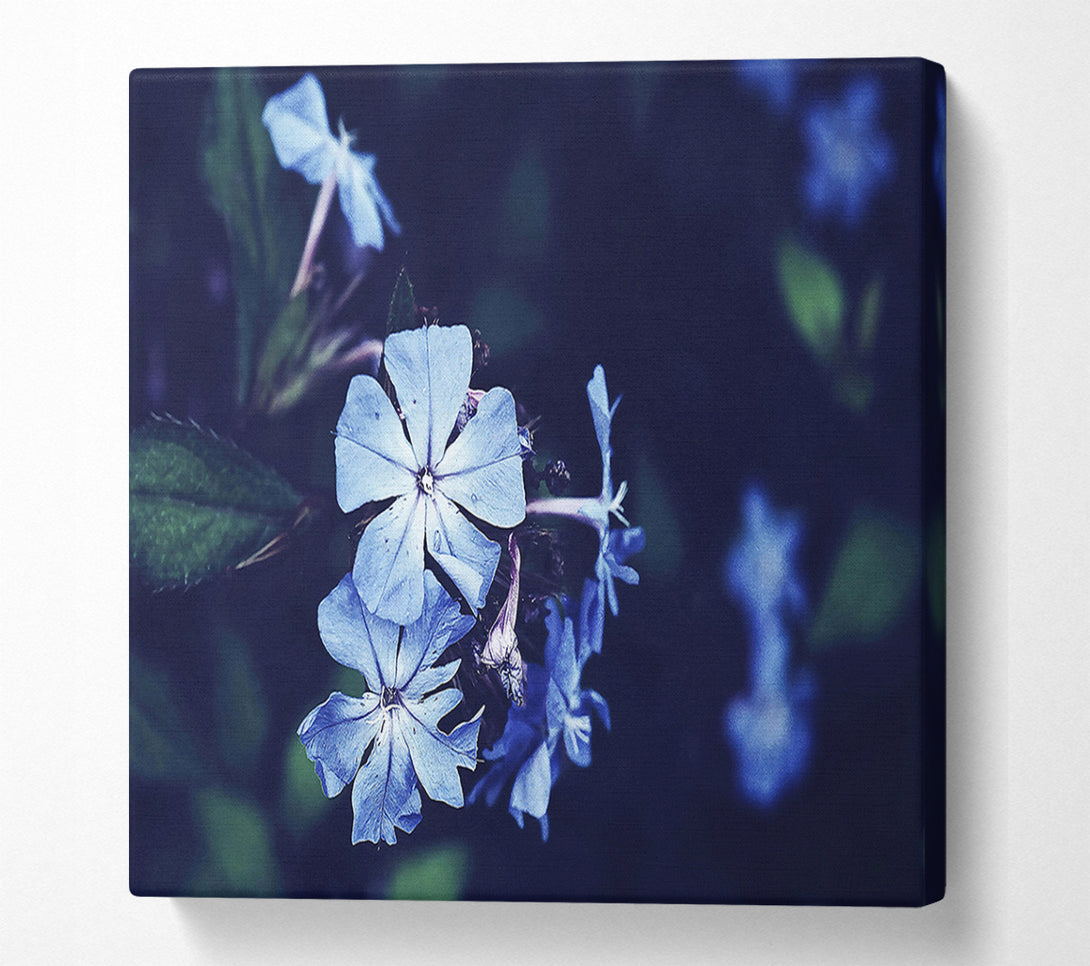  A Canvas Print of Azure Bloom Canvas Print