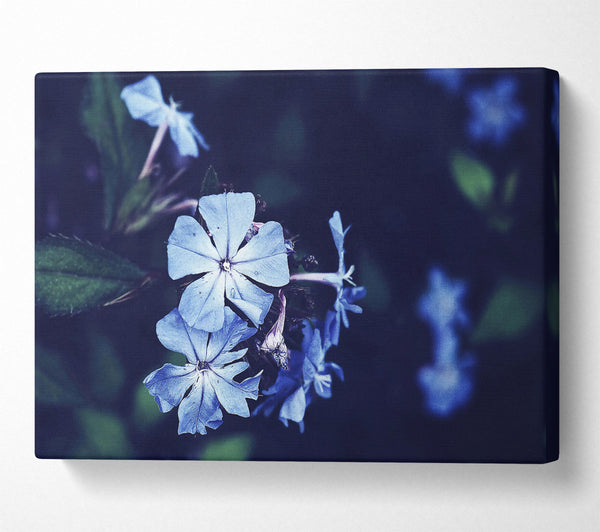  A Canvas Print of Azure Bloom Canvas Print