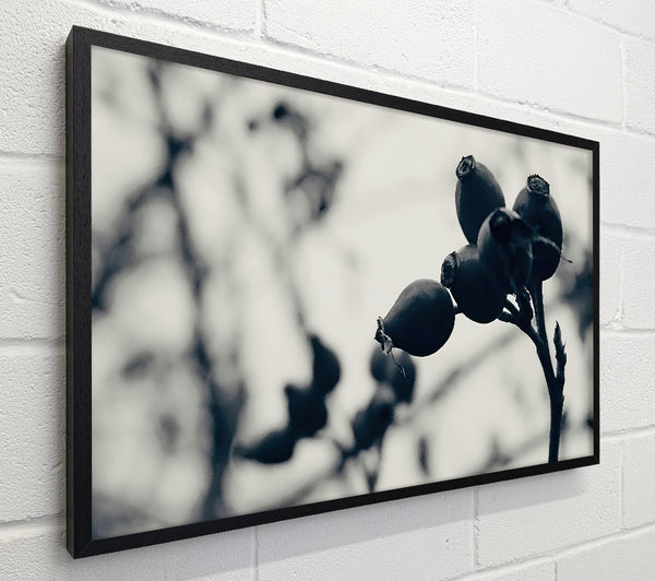 Black Berries On Branch