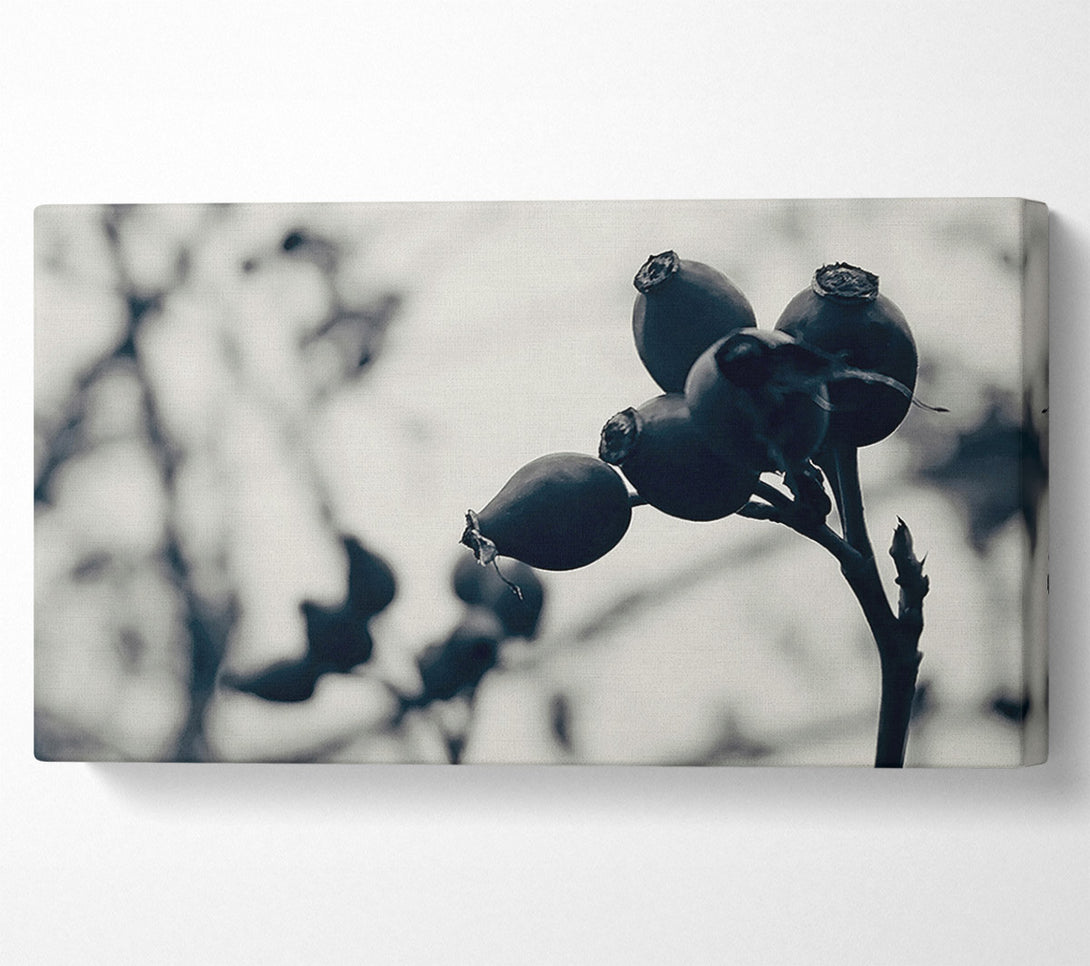  A Canvas Print of Black Berries On Branch Canvas Wall Art