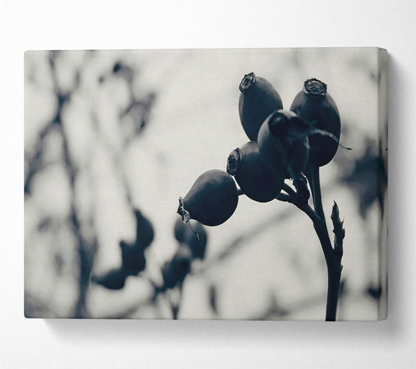  A Canvas Print of Black Berries On Branch Canvas Wall Art