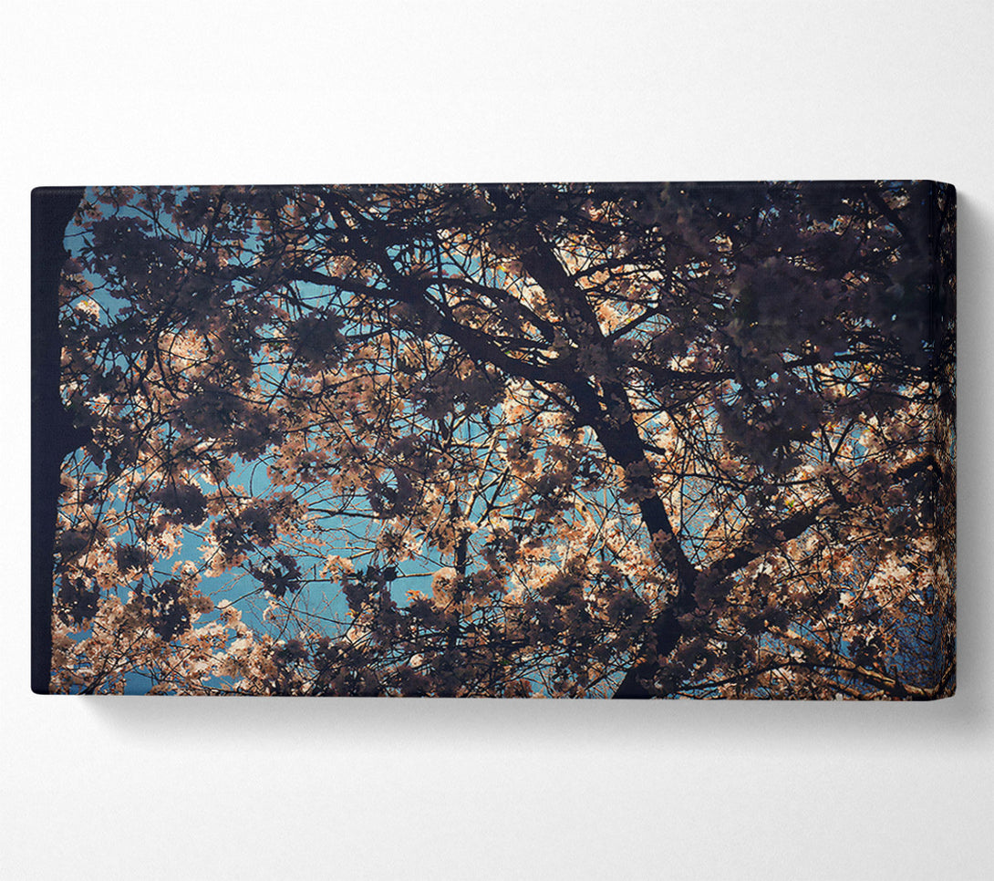  A Canvas Print of Pale Pink Canopy Canvas Wall Art