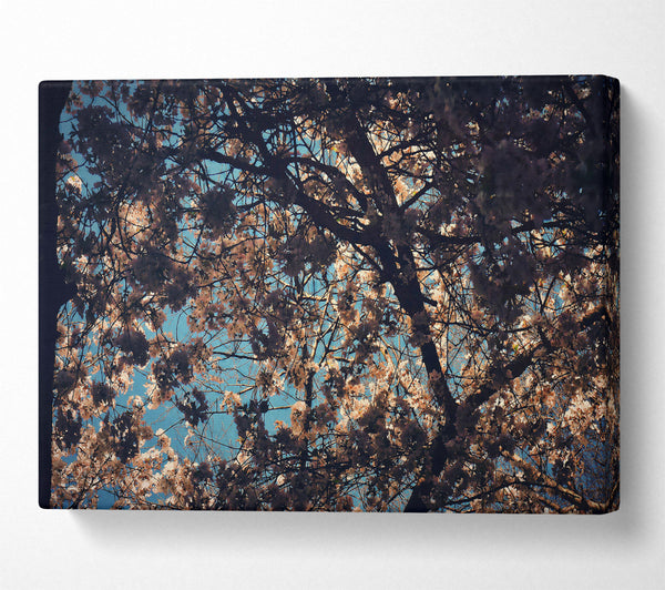  A Canvas Print of Pale Pink Canopy Canvas Wall Art