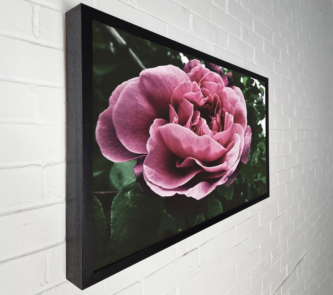  A Canvas Print of Faded Pink Rose Bloom Canvas Wall Art