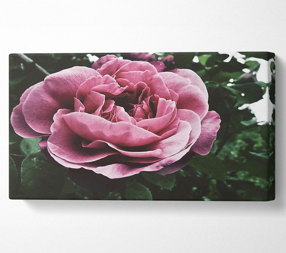  A Canvas Print of Faded Pink Rose Bloom Canvas Wall Art