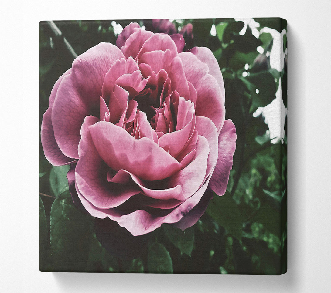  A Canvas Print of Faded Pink Rose Bloom Canvas Wall Art