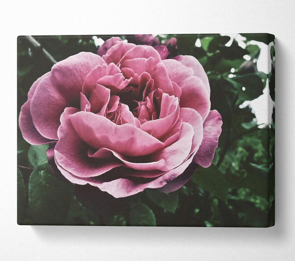  A Canvas Print of Faded Pink Rose Bloom Canvas Wall Art