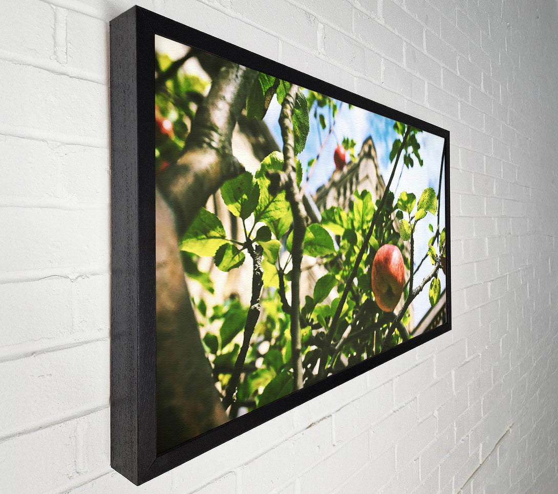  A Canvas Print of Crimson Apple & Stone Canvas Art