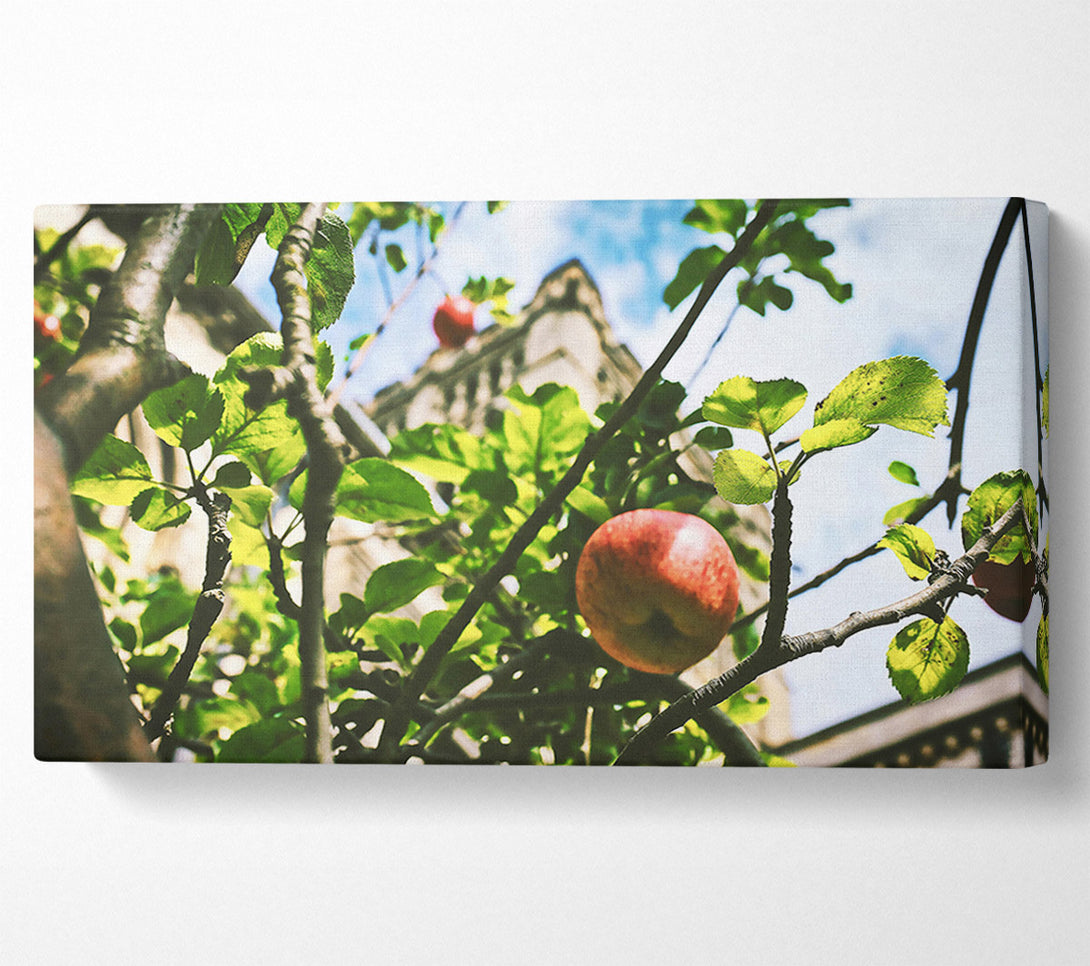  A Canvas Print of Crimson Apple & Stone Canvas Art