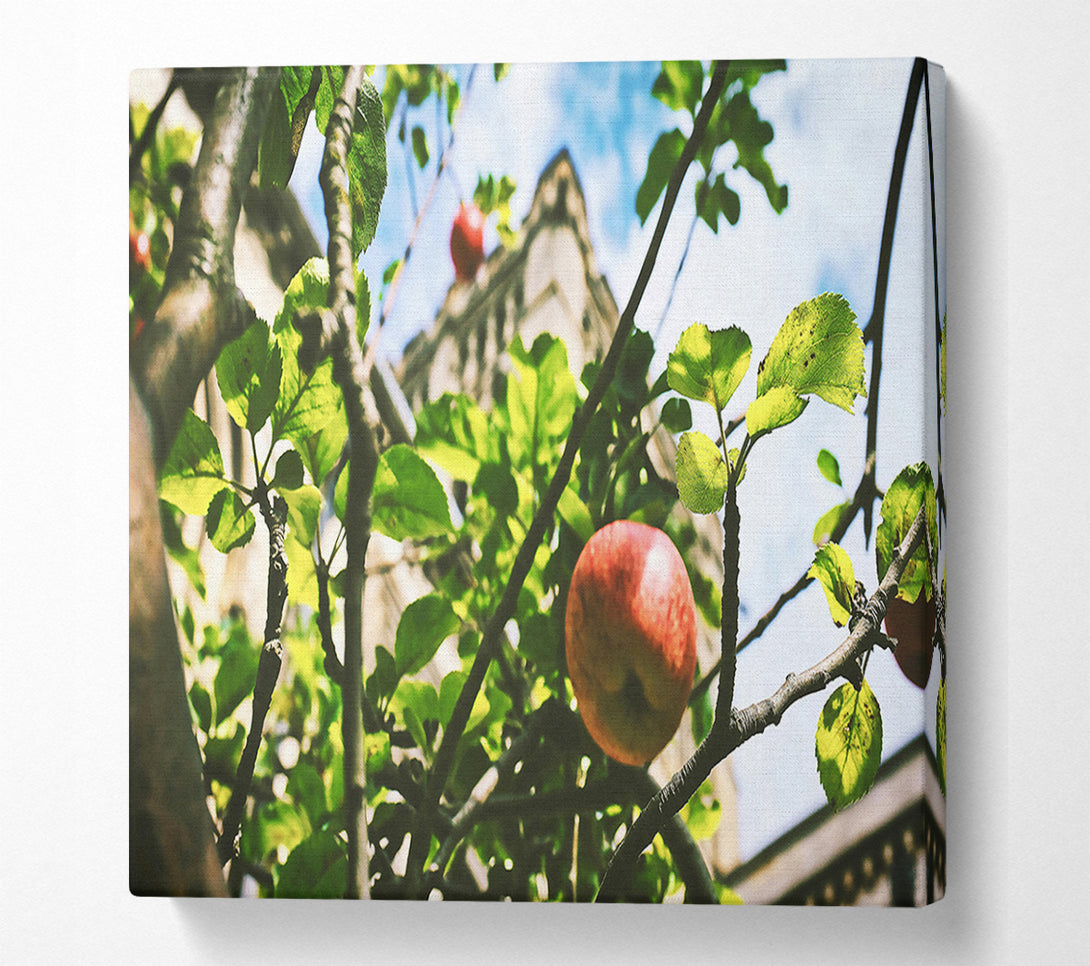  A Canvas Print of Crimson Apple & Stone Canvas Art