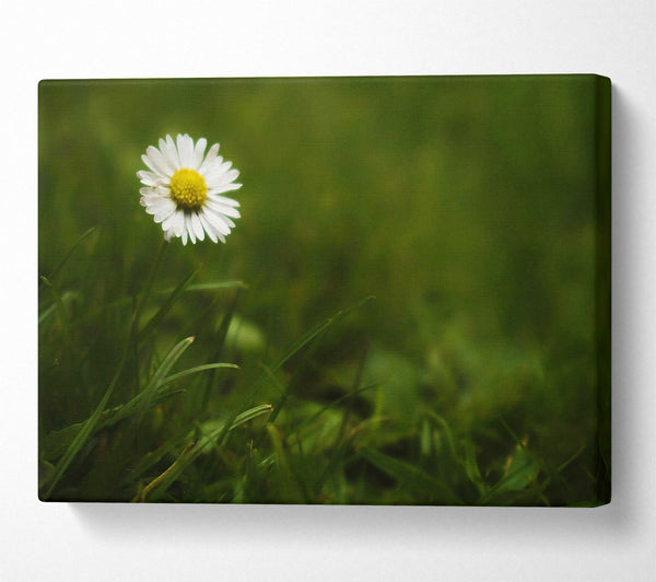  A Canvas Print of Green Daisy Bloom Canvas Print