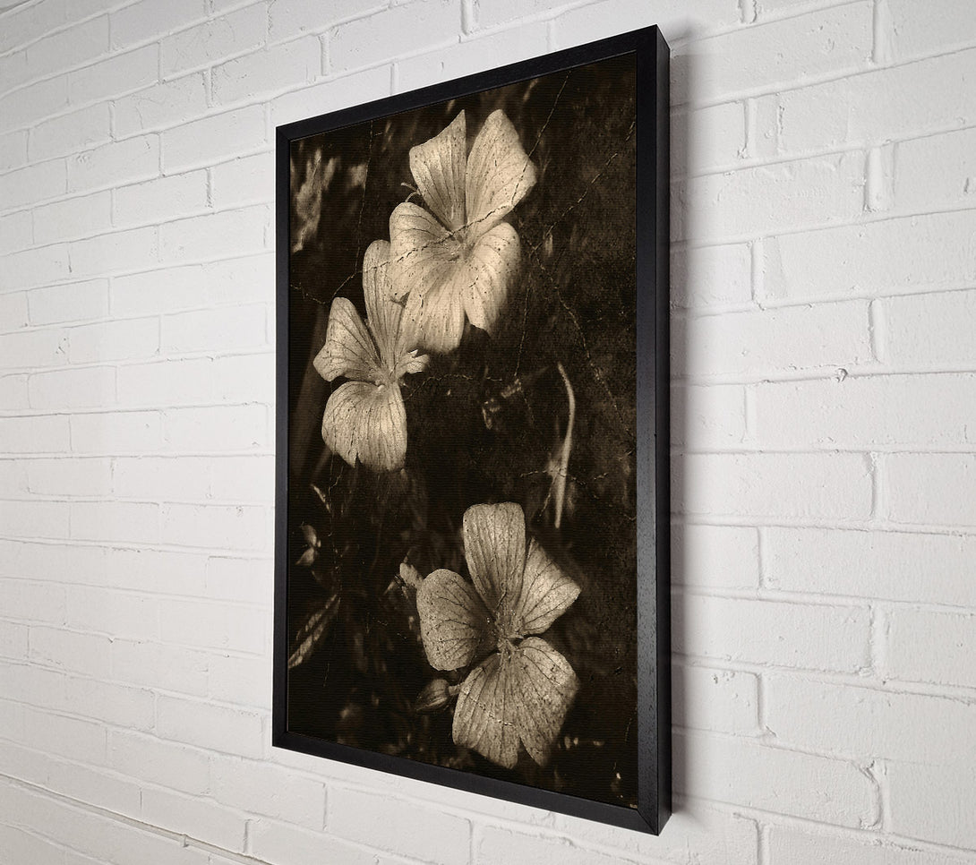  A Canvas Print of Faded Sepia Blooms Canvas Art