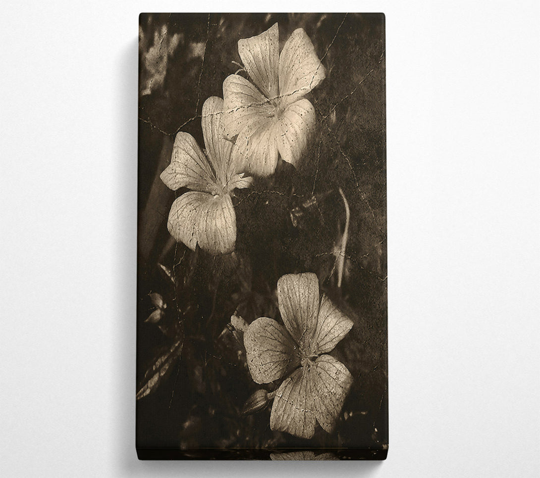  A Canvas Print of Faded Sepia Blooms Canvas Art