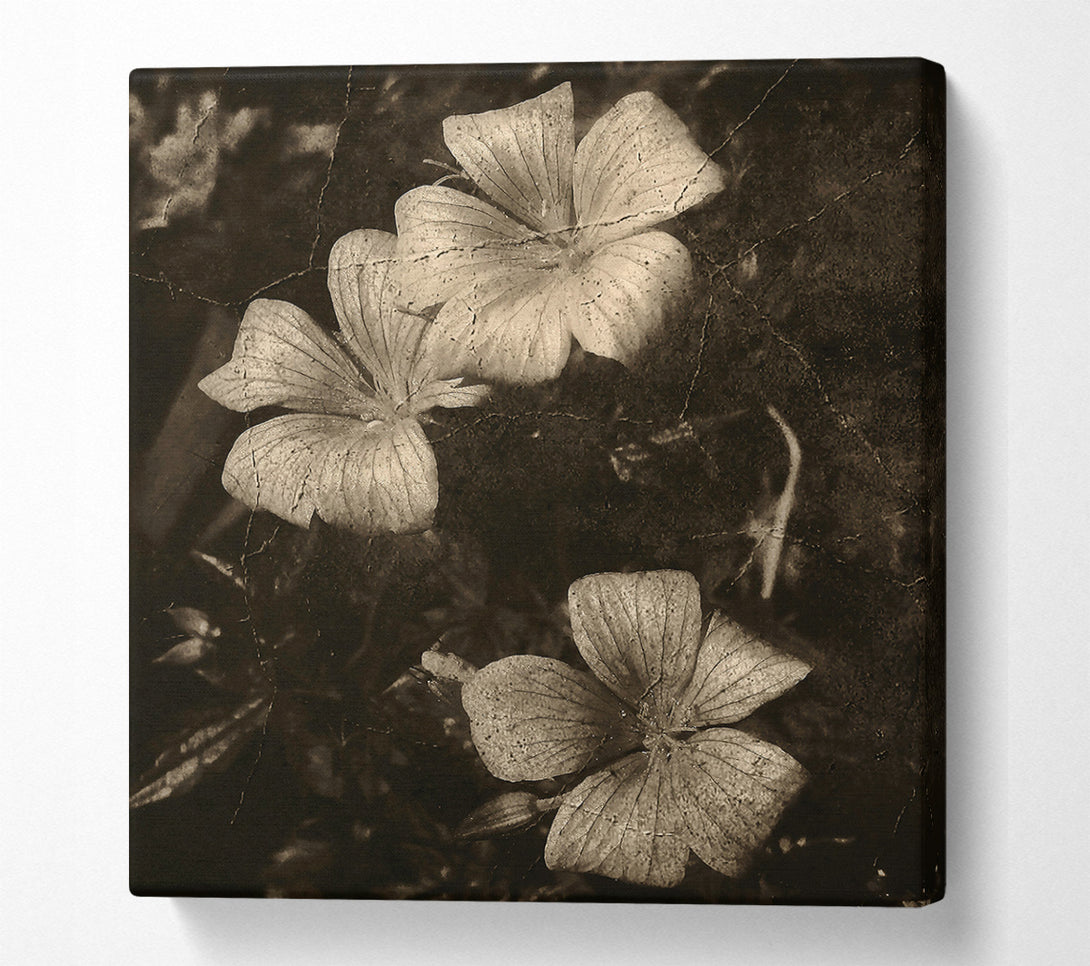  A Canvas Print of Faded Sepia Blooms Canvas Art