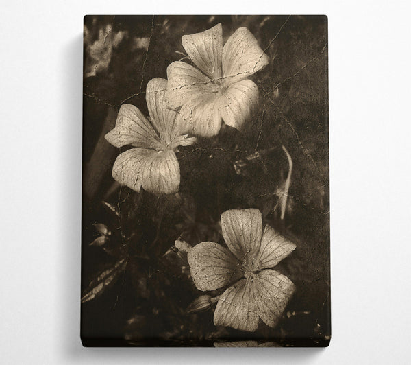  A Canvas Print of Faded Sepia Blooms Canvas Art