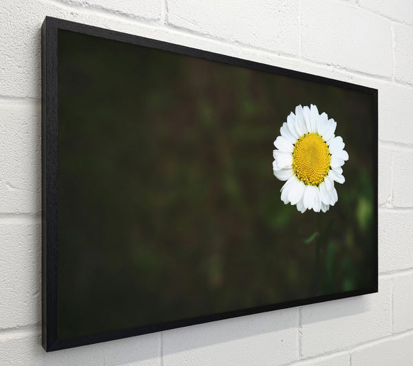 Green And White Daisy