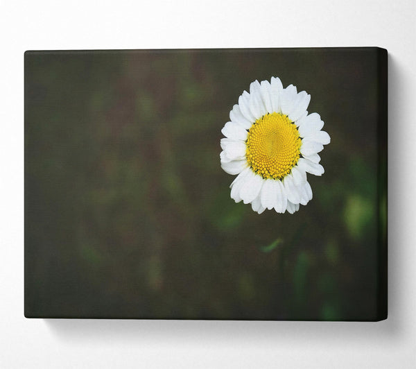  A Canvas Print of Green And White Daisy Canvas Print