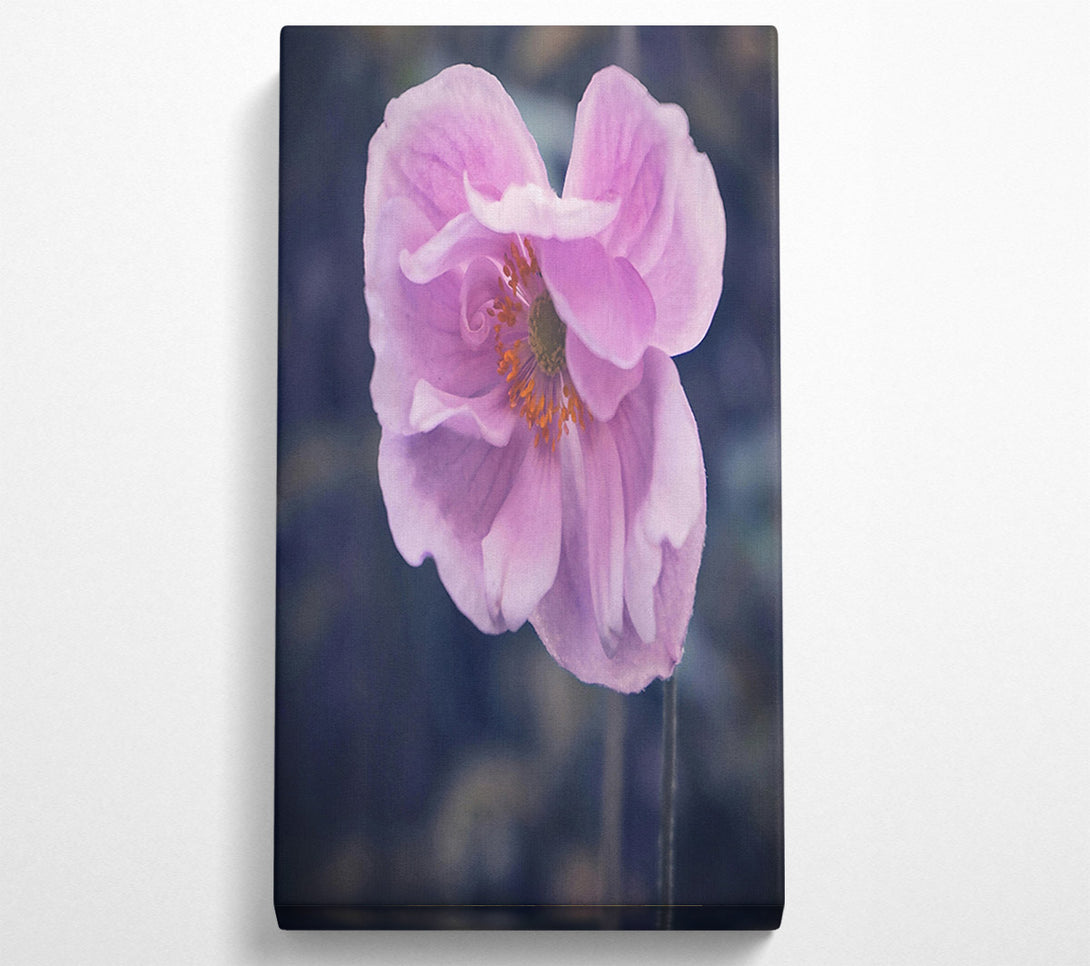  A Canvas Print of The Pale Pink Bloom Canvas Wall Art