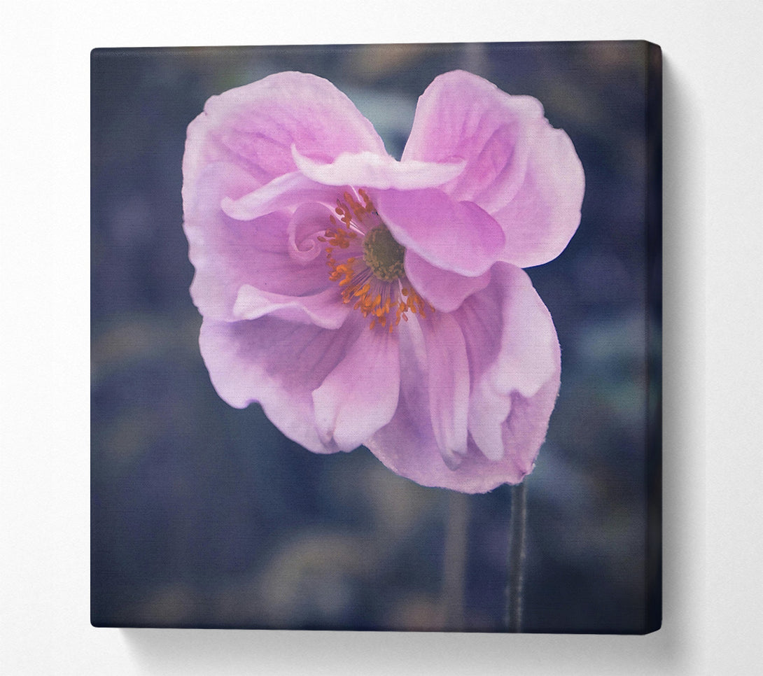  A Canvas Print of The Pale Pink Bloom Canvas Wall Art