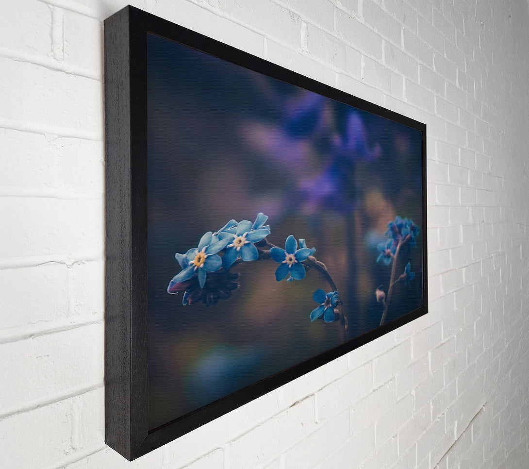  A Canvas Print of Blue Blooms In Bloom Canvas Print
