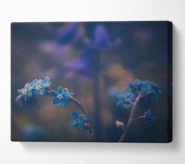  A Canvas Print of Blue Blooms In Bloom Canvas Print