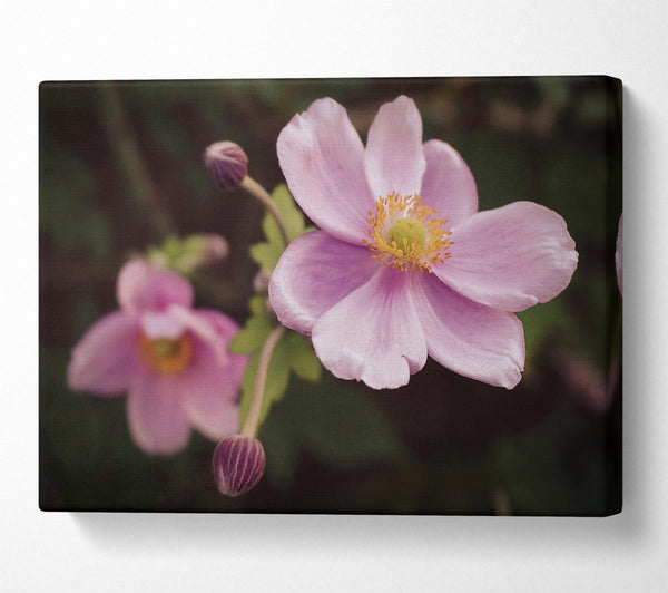  A Canvas Print of Soft Pink Blossoms Canvas Print