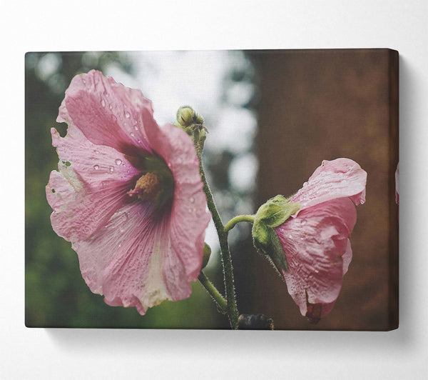  A Canvas Print of Pink Flower Droplets Canvas Wall Art