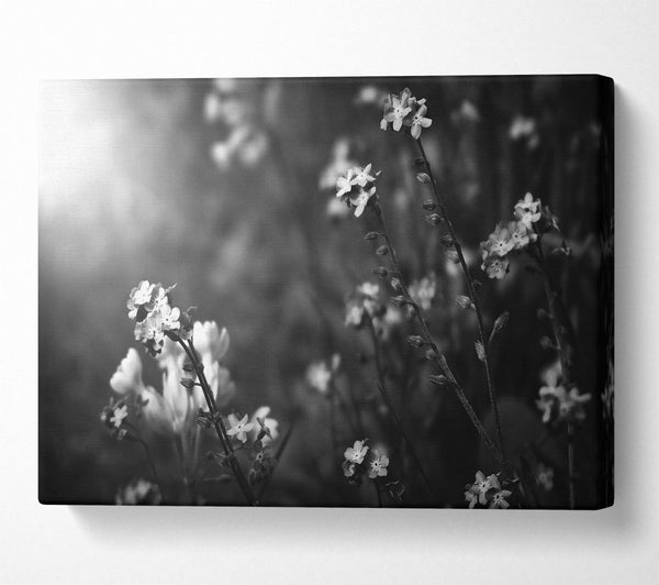  A Canvas Print of White Blooms In Grey Canvas Art