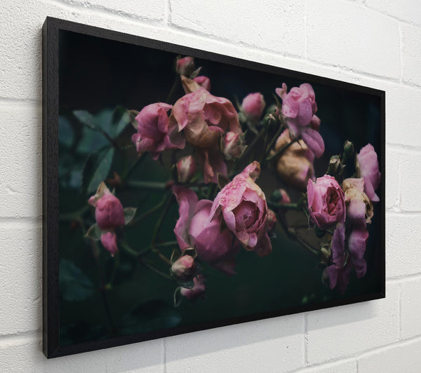 Pink Roses In The Gloom