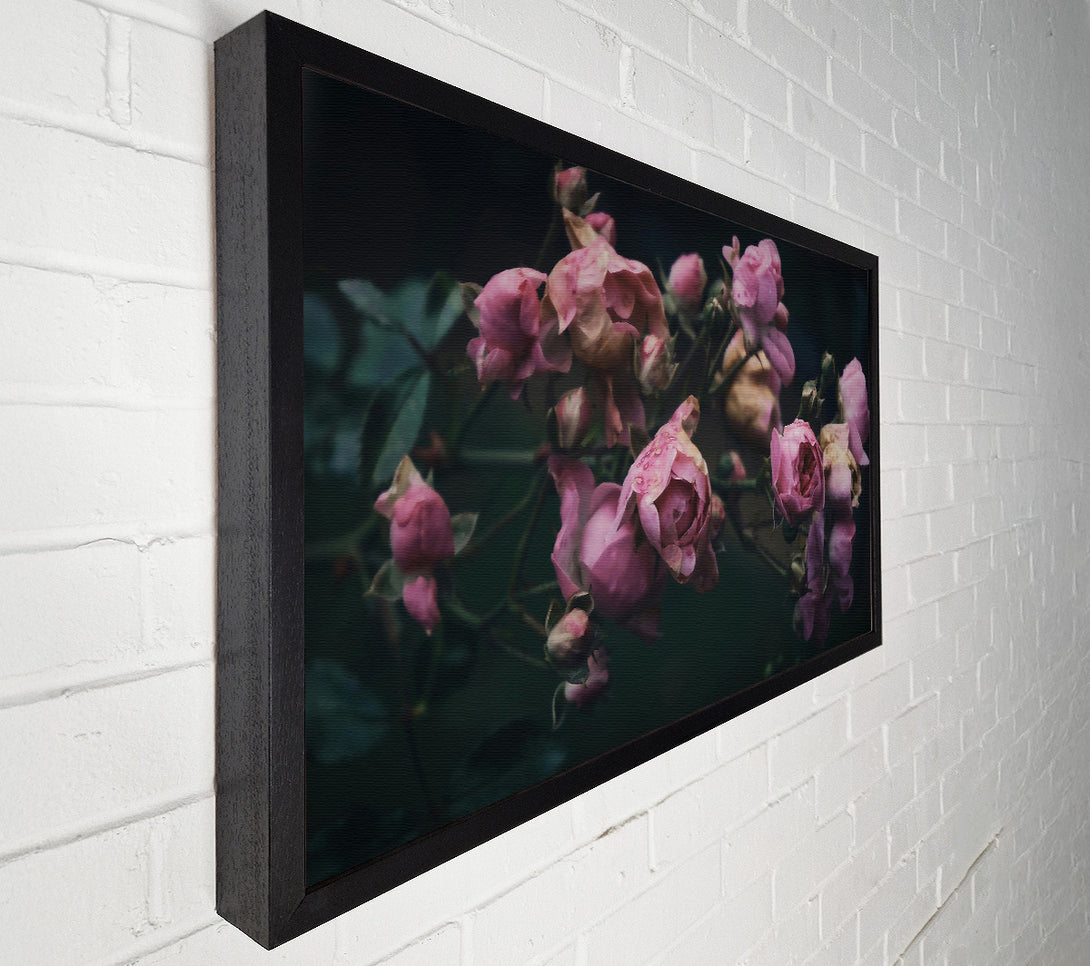  A Canvas Print of Pink Roses In The Gloom Canvas Print