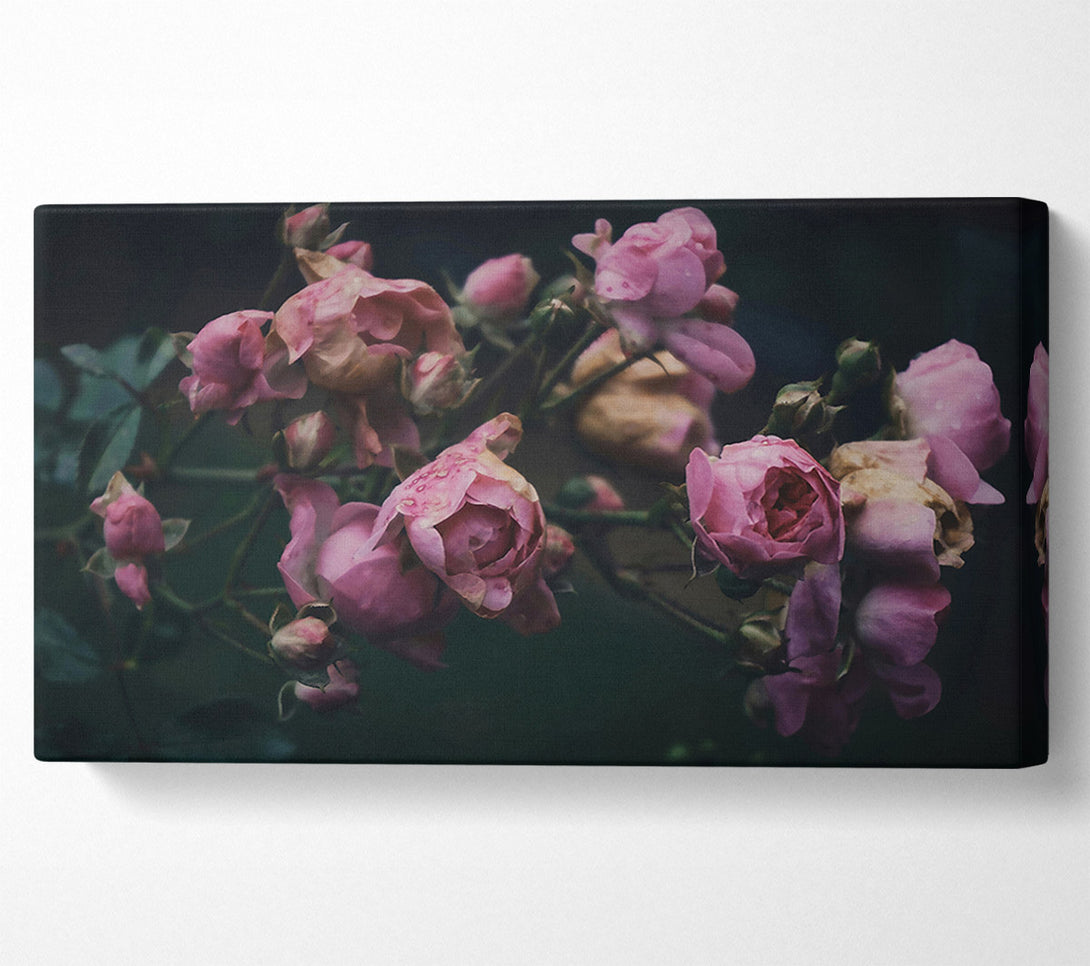  A Canvas Print of Pink Roses In The Gloom Canvas Print