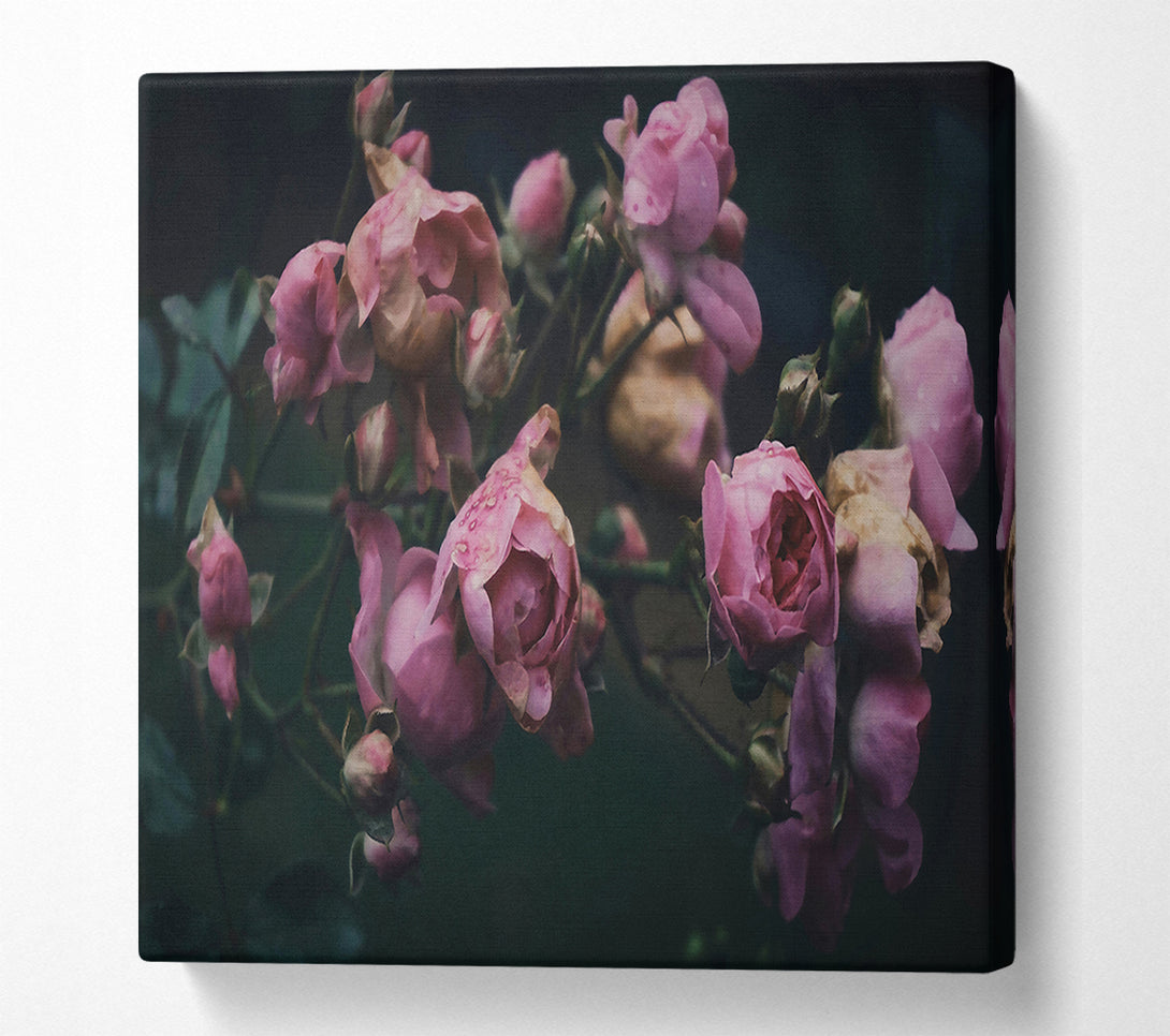 A Canvas Print of Pink Roses In The Gloom Canvas Print