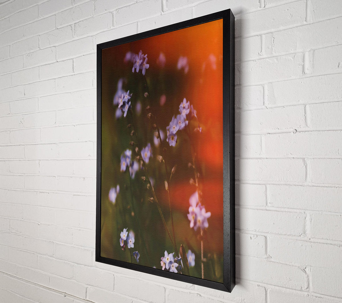  A Canvas Print of Orange Light Forget-Me-Nots Canvas Wall Art