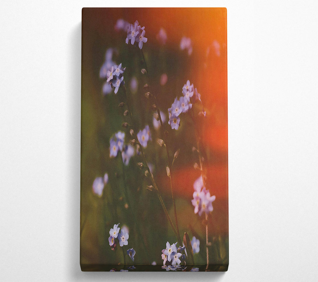  A Canvas Print of Orange Light Forget-Me-Nots Canvas Wall Art