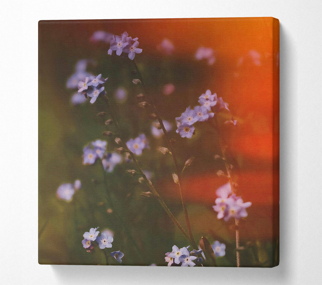  A Canvas Print of Orange Light Forget-Me-Nots Canvas Wall Art