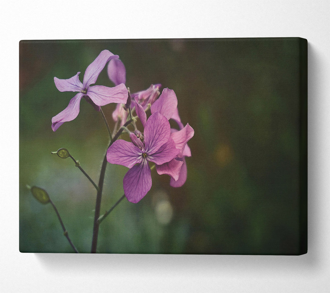  A Canvas Print of Pale Pink Bloom Canvas Art